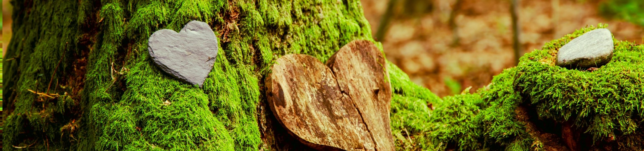 Funeral Heart sympathy. funeral heart near a tree. Natural burial grave in the forest. Heart on grass or moss. tree burial, cemetery and All Saints Day concepts